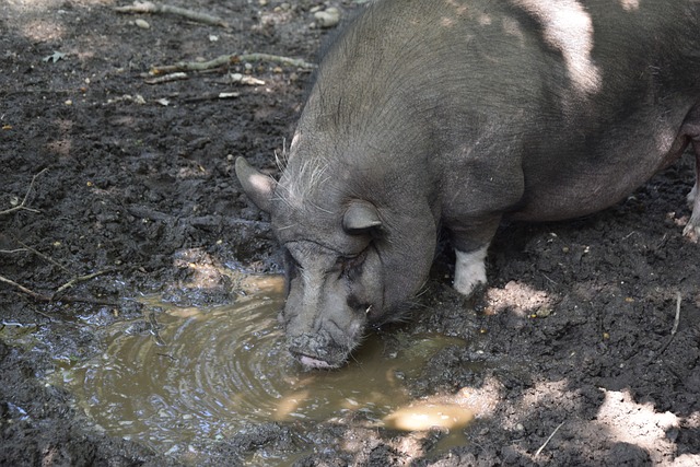 中国队在米兰冬奥会冰壶落选赛中以5-2战胜菲律宾队，取得三连胜，成为唯一全胜队伍。